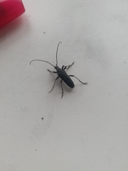 Oxymirus cursor