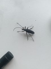Oxymirus cursor