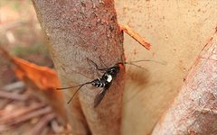 Callibracon capitator