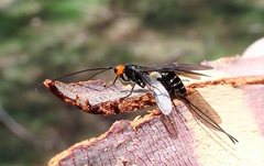 Callibracon capitator