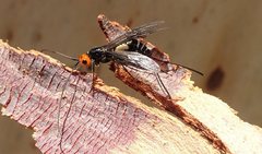 Callibracon capitator