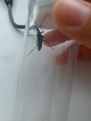 Oxymirus cursor