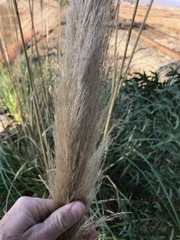 Cortaderia selloana
