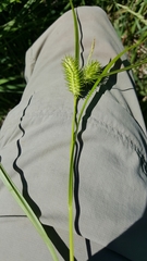 Carex lurida