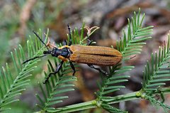 Rhinotia haemoptera