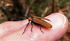 Rhinotia haemoptera
