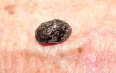 Ospidus chrysomeloides