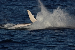 Megaptera novaeangliae australis