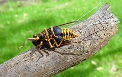 Birrima varians