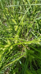 Carex lurida