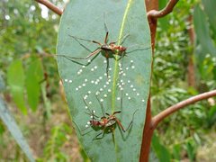 Leptomyrmex tibialis
