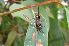 Ropalidia revolutionalis