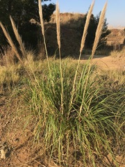 Cortaderia selloana