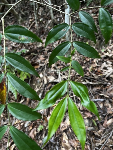 Strychnos cathayensis (Strychnos cathayensis)