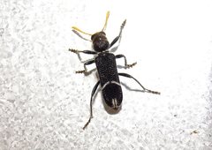 Scrobiger albocinctus