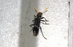 Scrobiger albocinctus