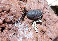 Neolaxta monteithi