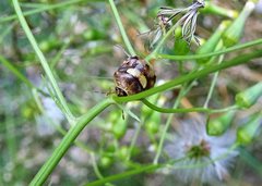 Aspideurus flavescens