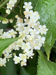 Viburnaceae