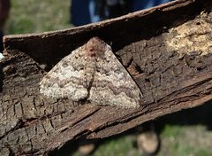 Eudesmeola lawsoni