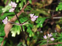 Hedyotis shiuyingiae