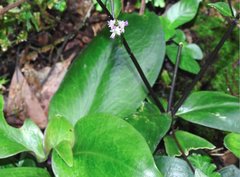 Hedyotis shiuyingiae