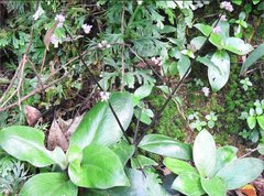 Hedyotis shiuyingiae