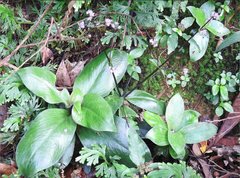 Hedyotis shiuyingiae