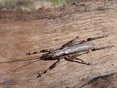 Larifugagraecia cornuta