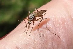 Aedes vittiger
