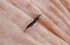 Idolothrips spectrum