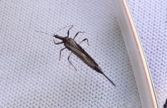 Idolothrips spectrum