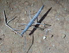 Pachymorpha
