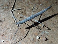 Pachymorpha