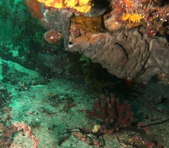 Cochleoceps bicolor