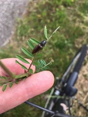 Athous haemorrhoidalis
