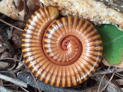 Thyropygus allevatus