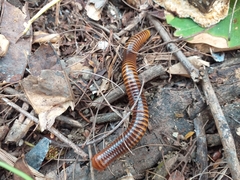 Thyropygus allevatus