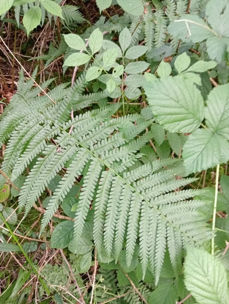 Male Fern From Wetherby Ls22 4ez, Uk On July 18, 2024 At 04:43 Pm By 