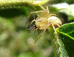 Oxyopes punctatus