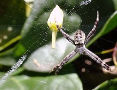 Argiope