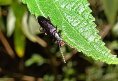 Coleoptera