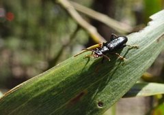 Coleoptera