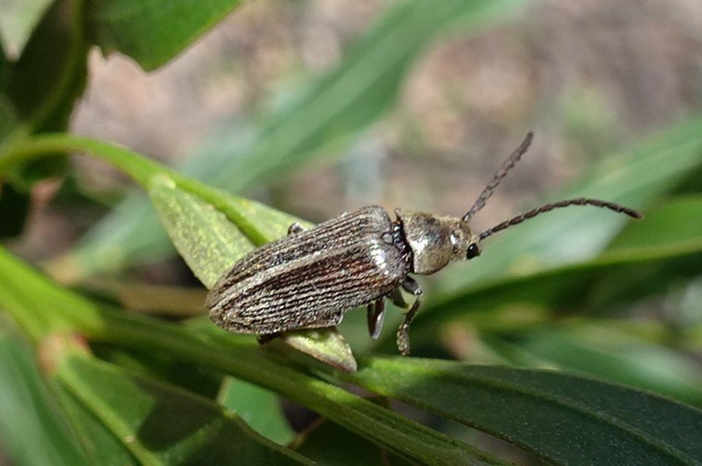 Notodascillus brevicornis