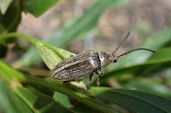 Notodascillus brevicornis