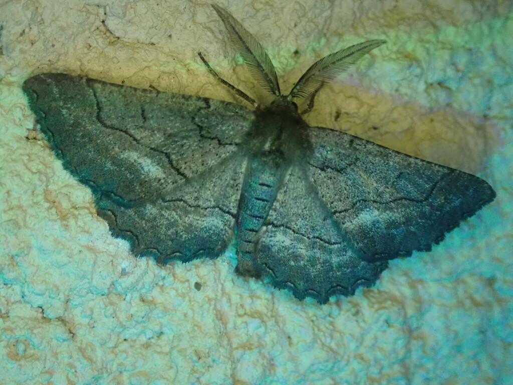 Nychiodes obscuraria