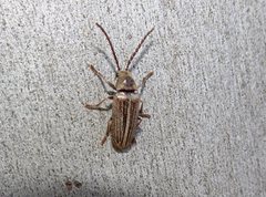 Notodascillus brevicornis