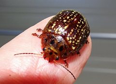 Paropsisterna cernua