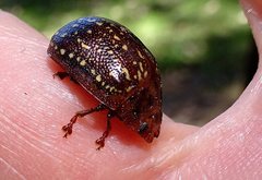 Paropsisterna cernua