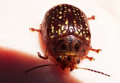 Paropsisterna cernua